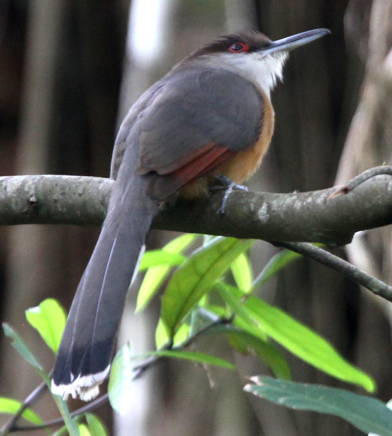 Jamaican Lizard Cuckoo 