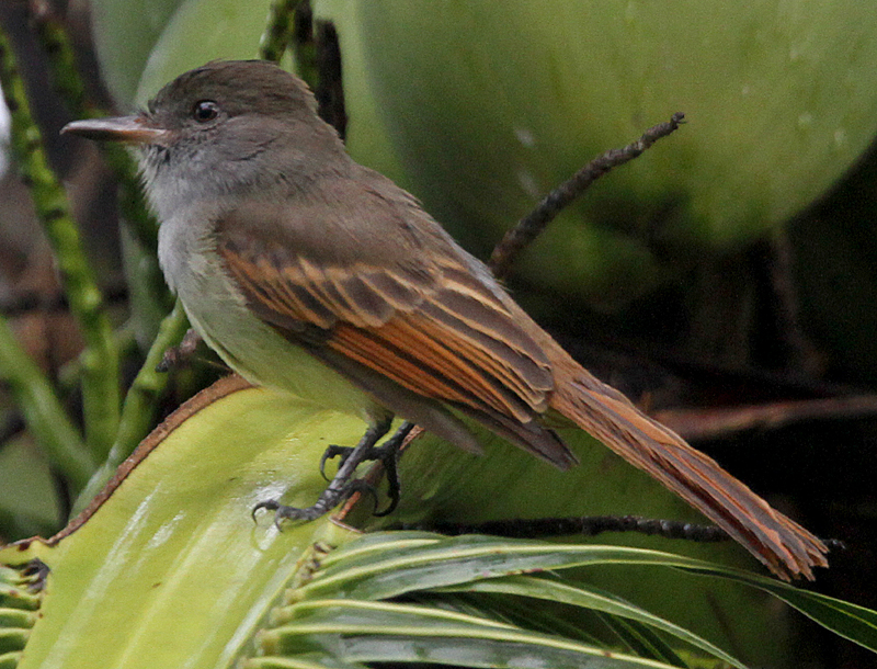 Rufous-tailed Flycatcher 