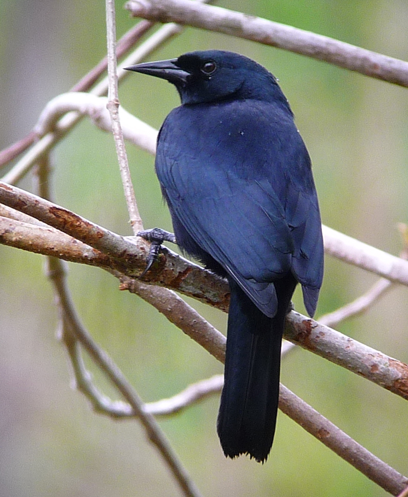 Jamaican Blackbird 