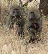 Olive Baboons