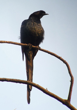 Bristle-crowned Starling