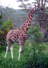 Rothschild's Giraffe