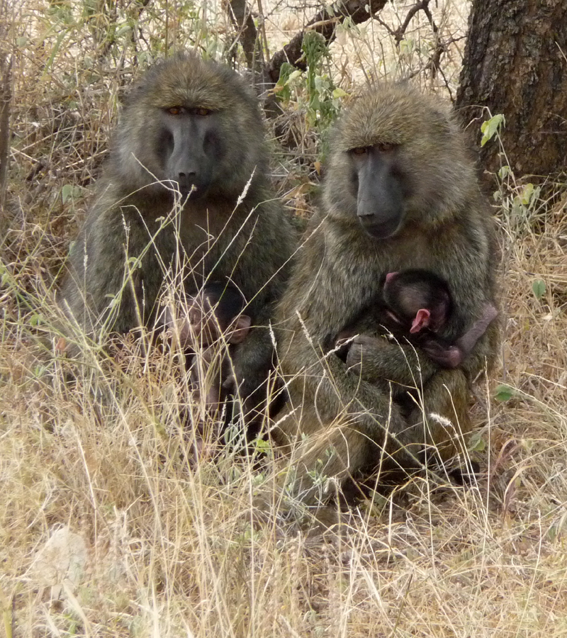 Baboons