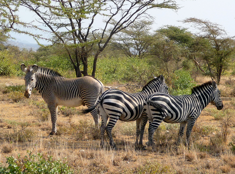 Grevy's & Common Zebras. Photo by Gina Nichol. 