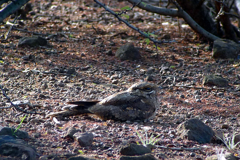 Slender-tailed Nightjar. Photo by Gina Nichol. 