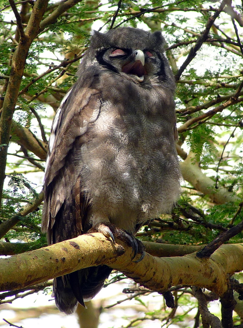 Verreaux's Eagle Owl chick by Gina Nichol.