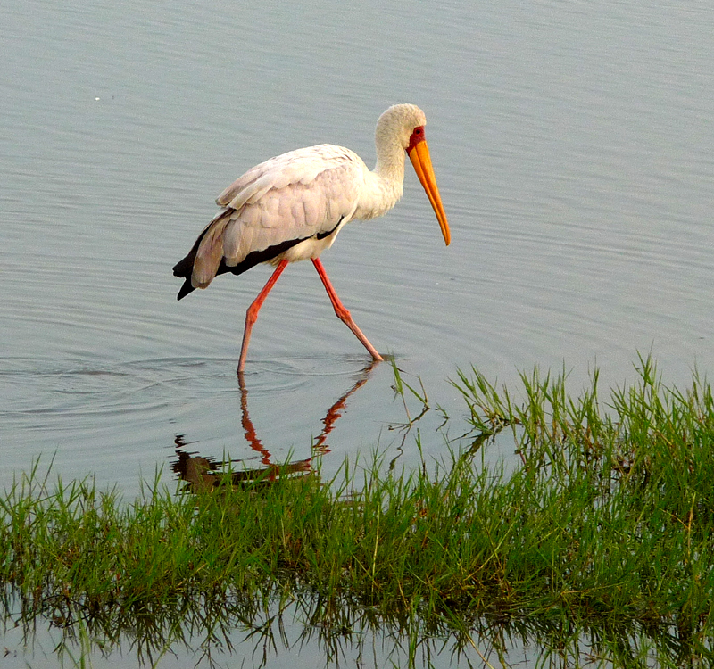 Yellow-billed Stork. Photo by Gina Nichol.