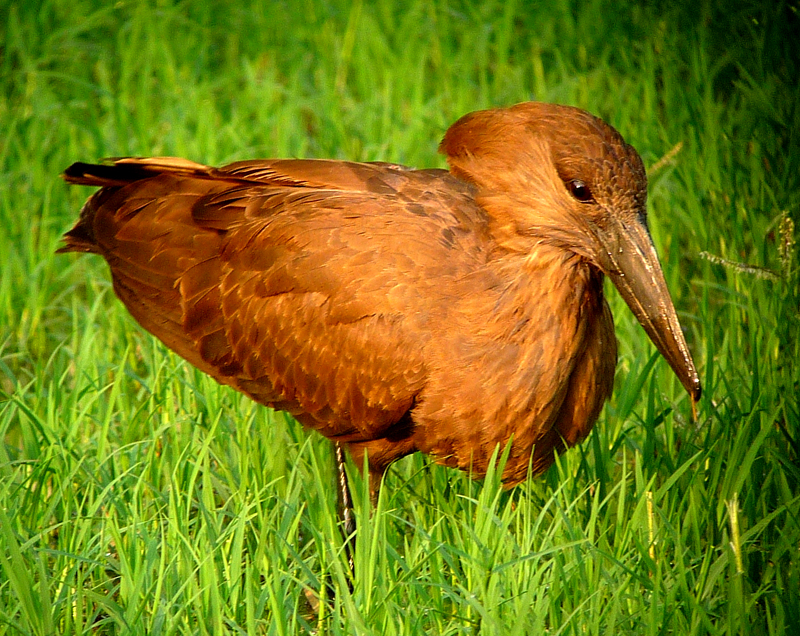 Hamerkop. PHoto by Gina Nichol