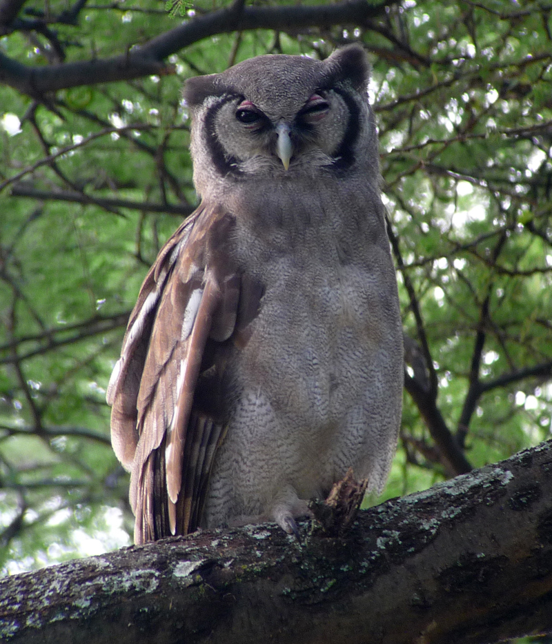 Verreaux's Eagle Owl. Phot by Gina Nichol