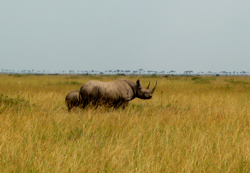 White Rhino. Photo by Gina Nichol.