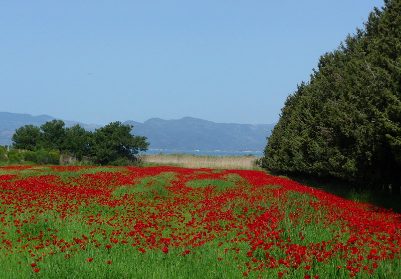 Poppy Field 