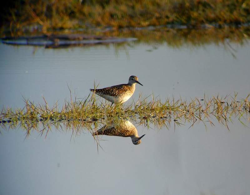 Wood Sandpiper 