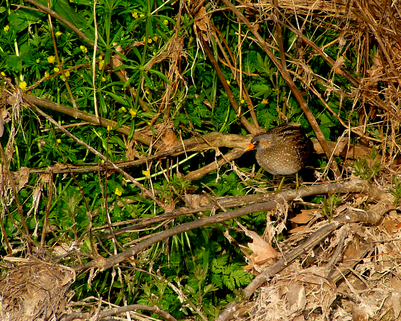 Spotted Crake 