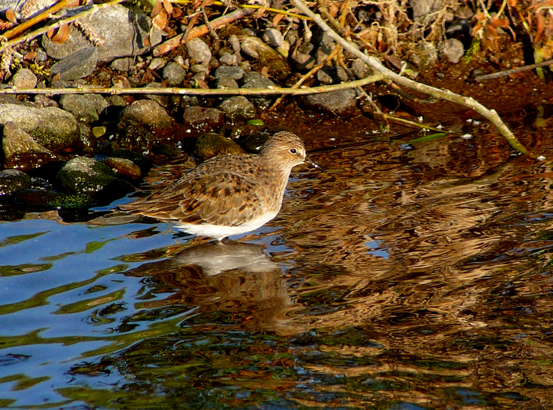 Temminck's Stint 