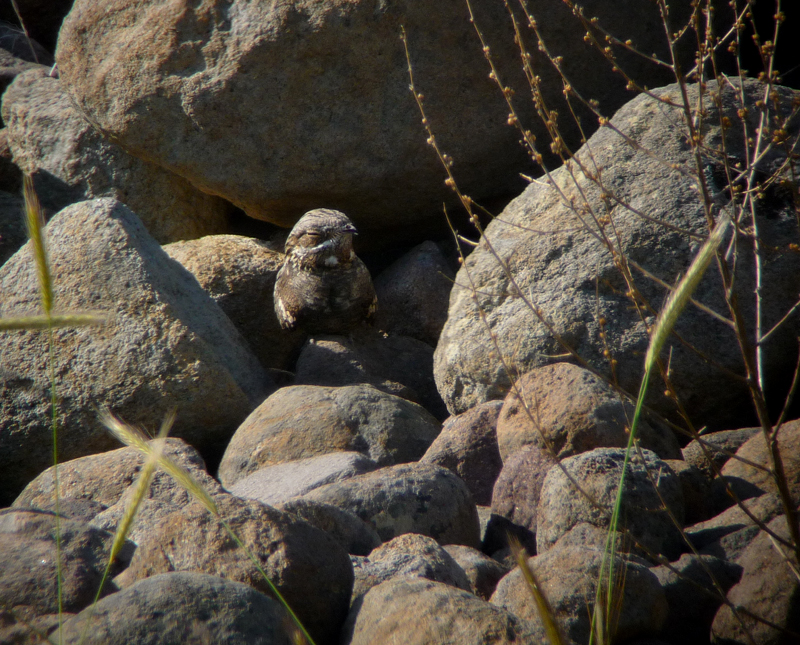 Eurasian Nightjar 