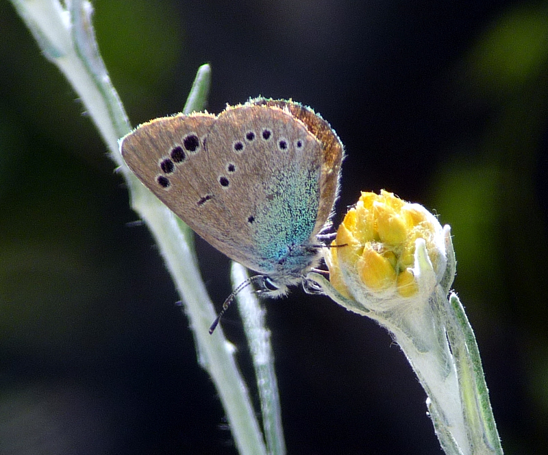 Green Underside Blue Butterfly 