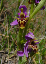 Orphanides' Orchid