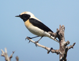 Black-eared Wheatear