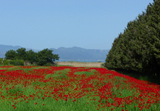Poppy Fields on Lesvos