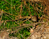 Spotted Crake