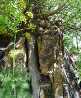 Tree growing out of petrified wood