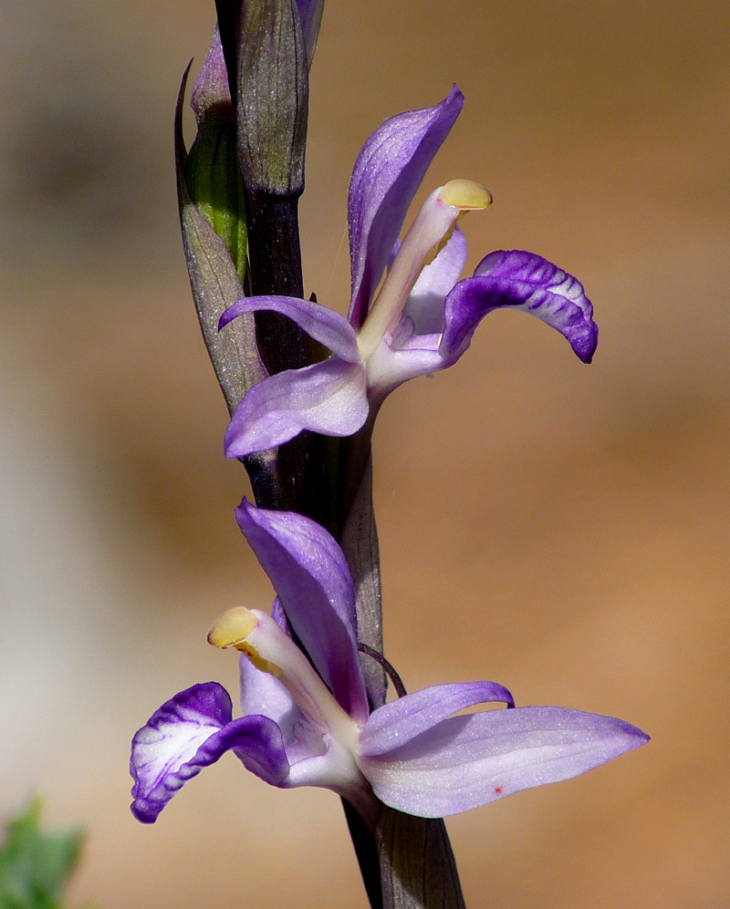 Violet Bird's Nest Orchid 