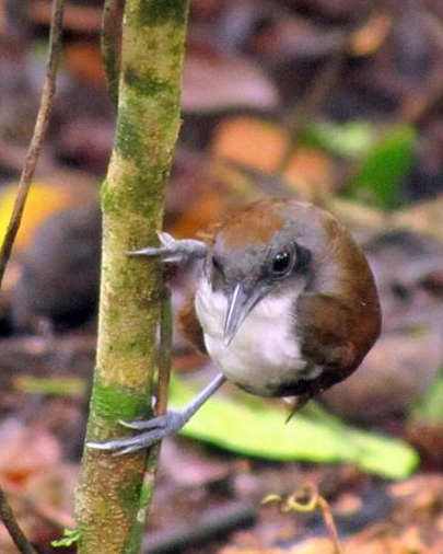 Bicolored Antbird 