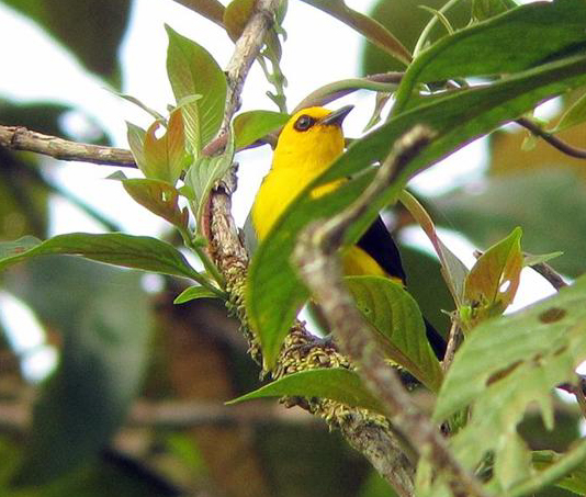 Black-and-yellow Tanager 