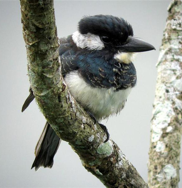 Black-breasted Puffbird