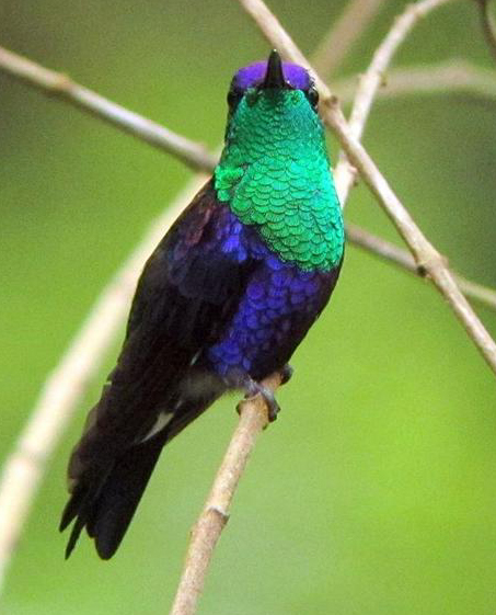 Violet-crowned Woodnymph