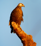 Madagascar Fish Eagle