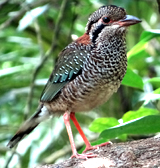 Scaly Ground-roller