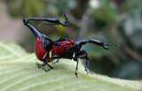 Giraffe Weevil