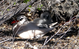 Red-tailed Tropicbird with chick