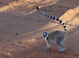 Ring-tailed Lemur