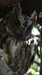 Torotoka Scops Owl