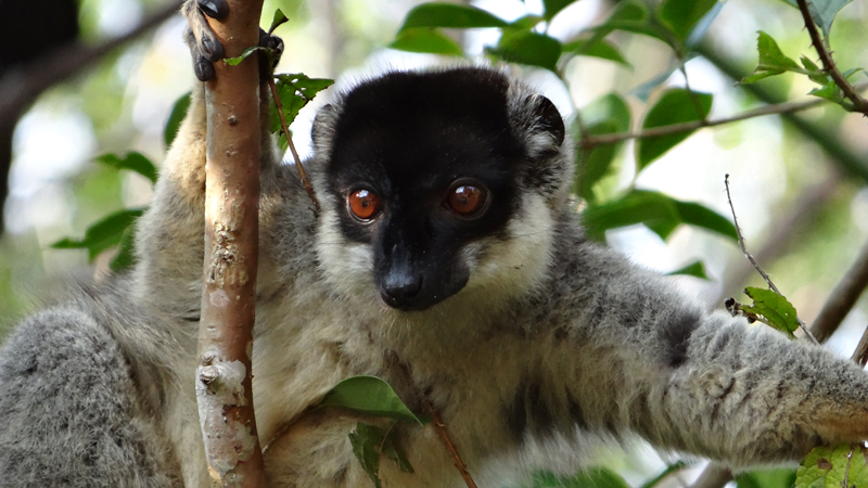 Common Brown Lemur 