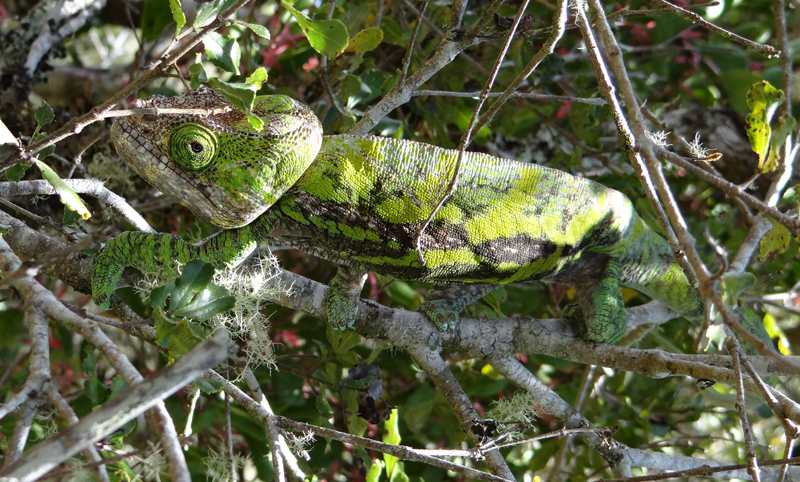 Globe-horned chameleon (Calumma globifer) 