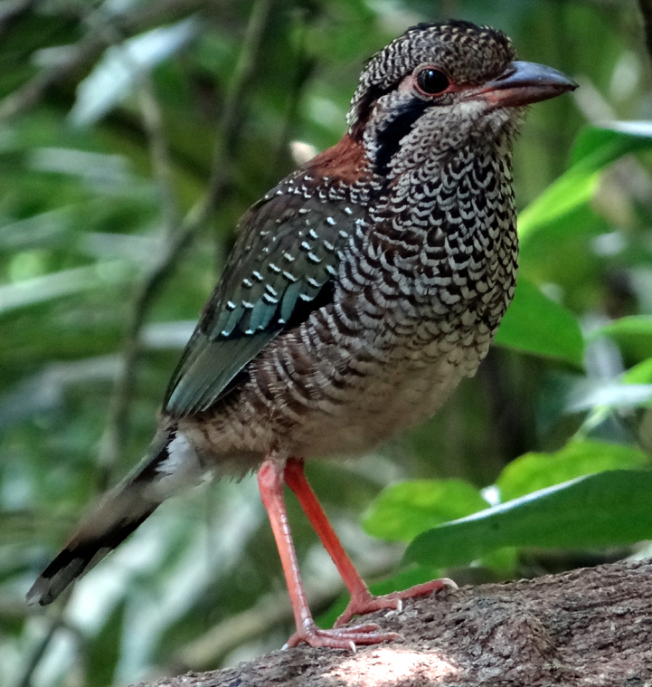 Scaly Ground-roller 