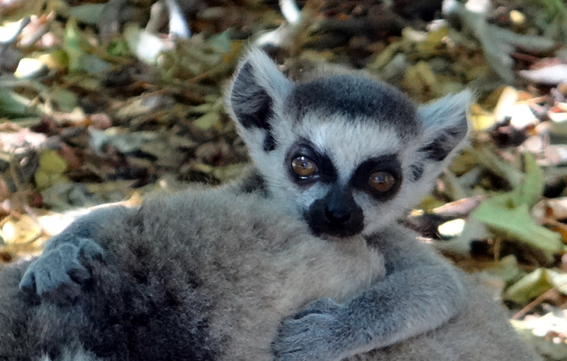 Ring-tailed Lemur (baby) 