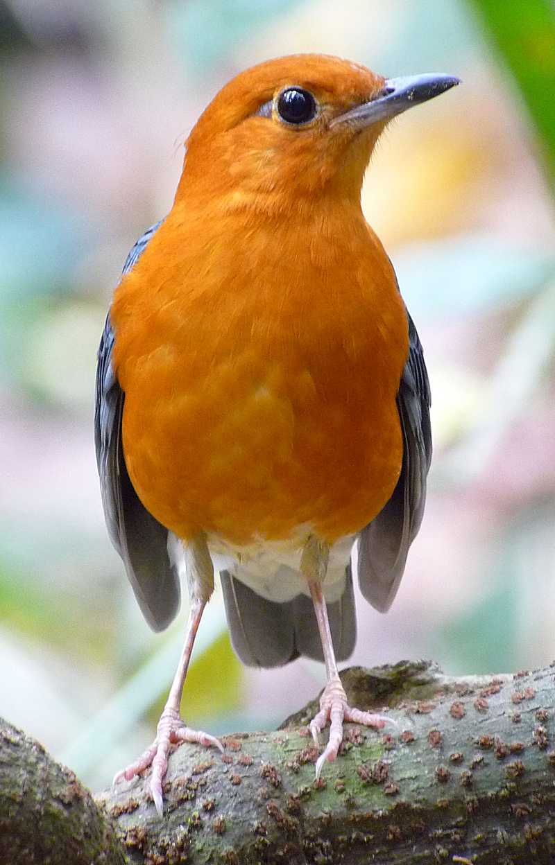 ORANGE-HEADED THRUSH