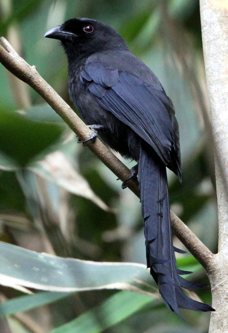 RATCHET-TAILED TREEPIE 