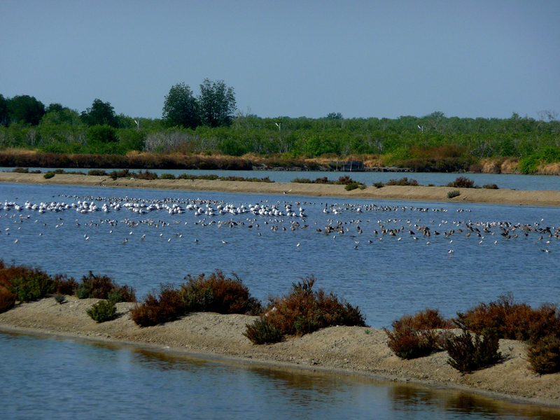 BIRDS AT PAK THALE 