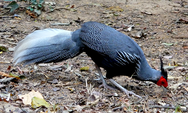 KALIJ PHEASANT