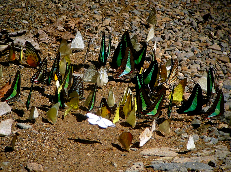 BUTTERFLIES AT KAENG KRACHEN 