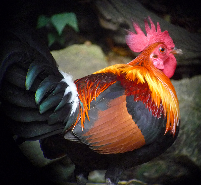 RED JUNGLEFOWL