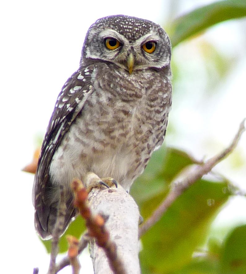 SPOTTED OWLET 