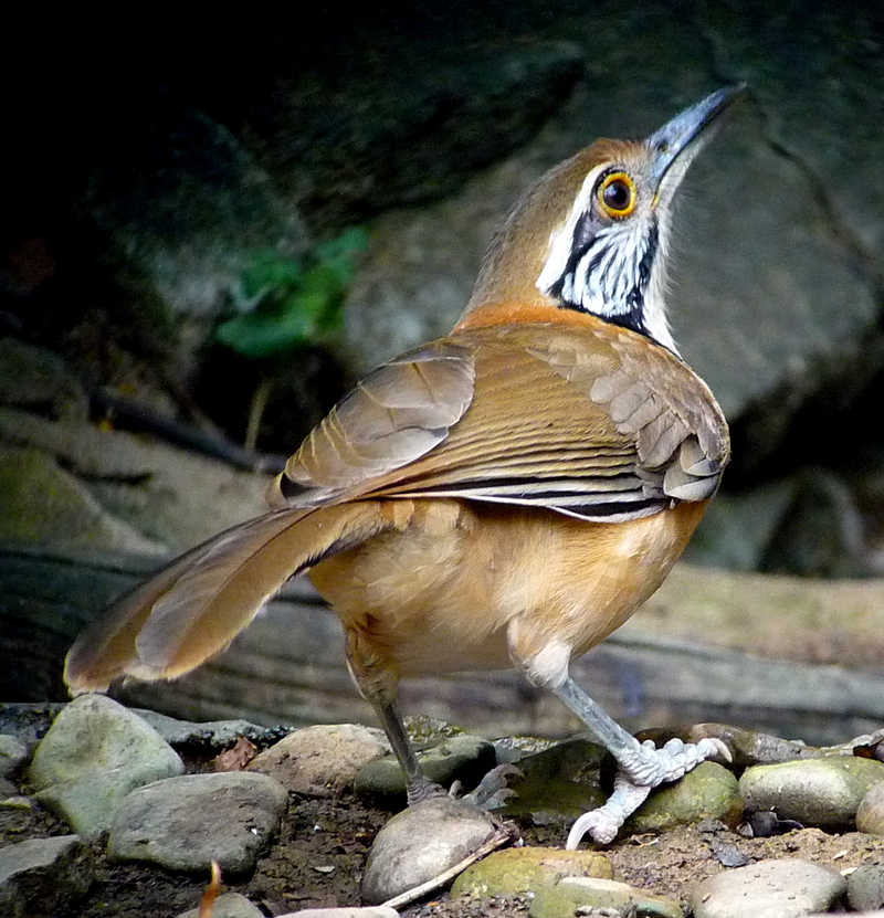 GREATER NECKLACED LAUGHINGTHRUSH 