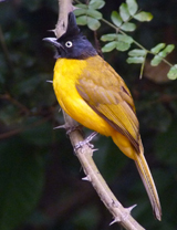 Black-crested Bulbul