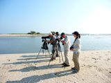 Looking for Malaysian Plover.